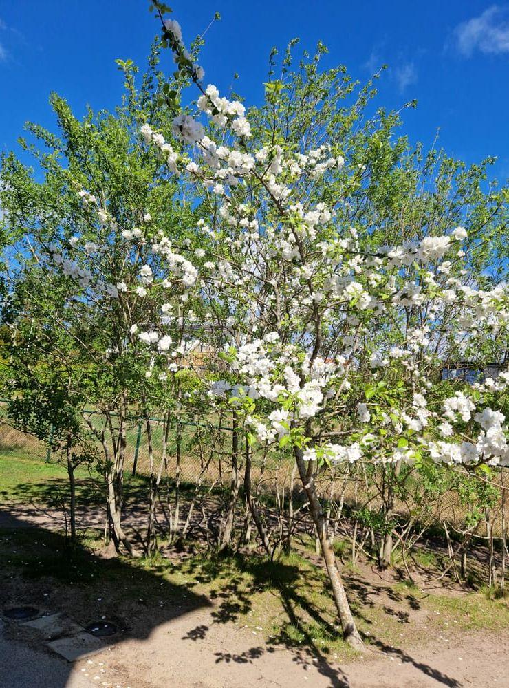 Norra Hultets förskolas vackra äppelträd, Öjersjö. 