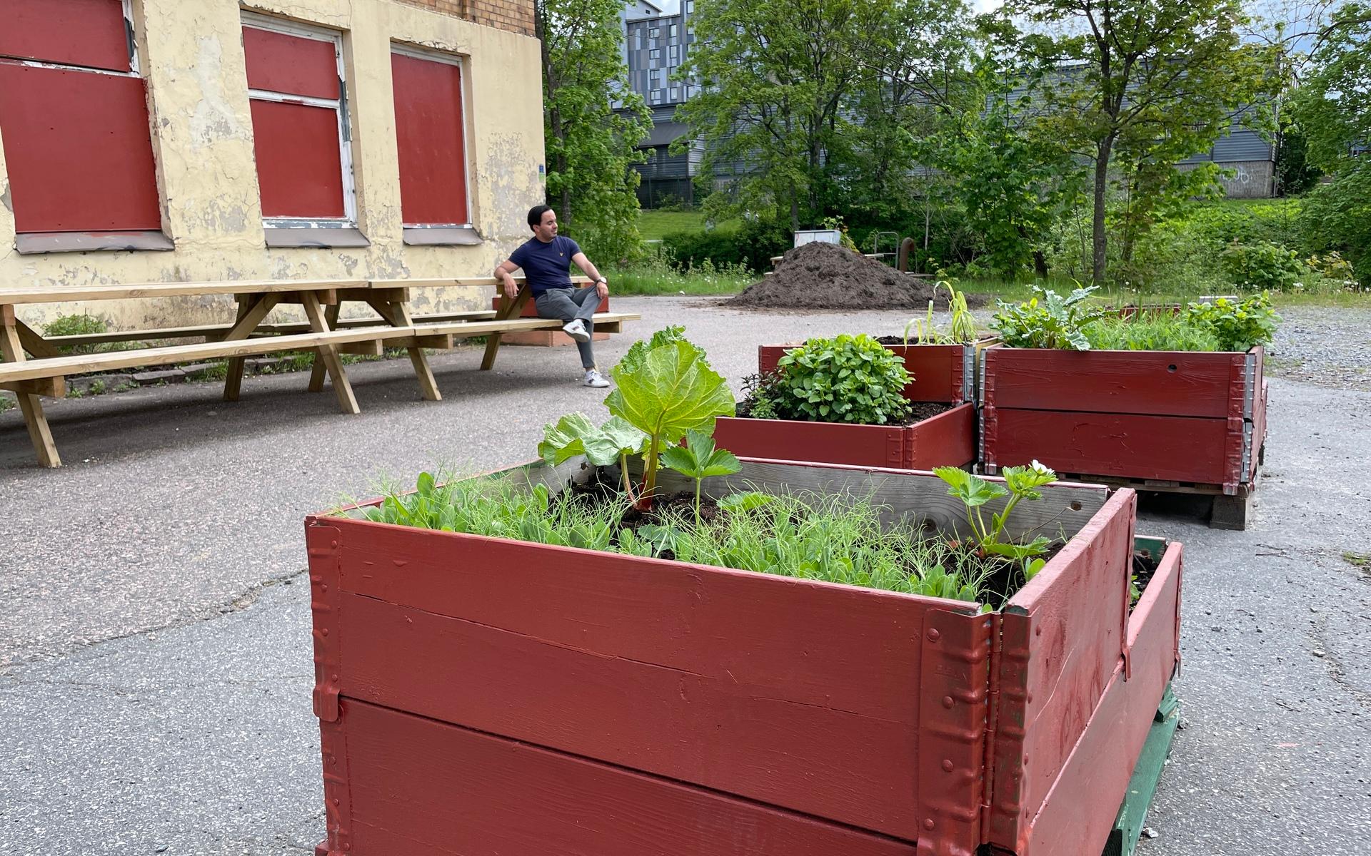 Ungdomarna har byggt dessa odlingslådor. 