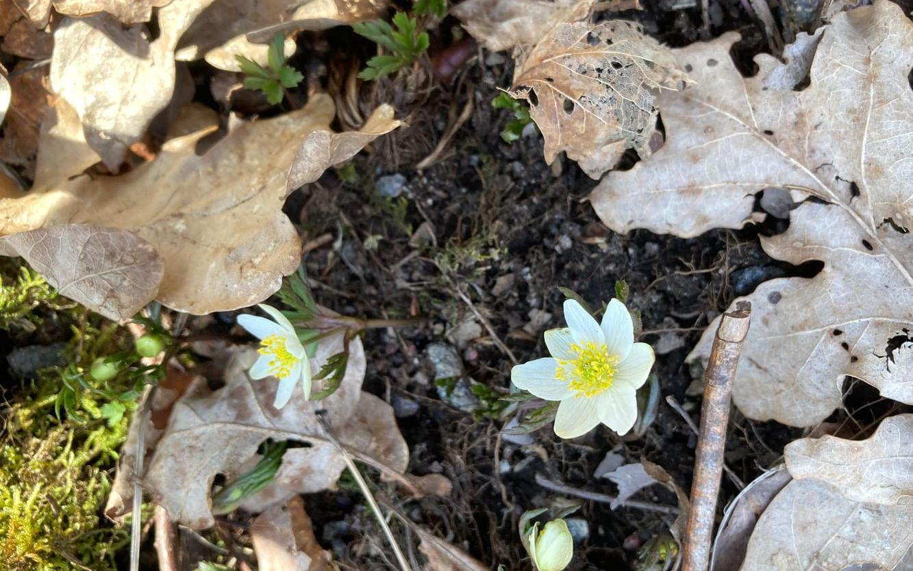 Naturen vaknar. Det är vår på Björnåsen! Bild är tagen  10 april.