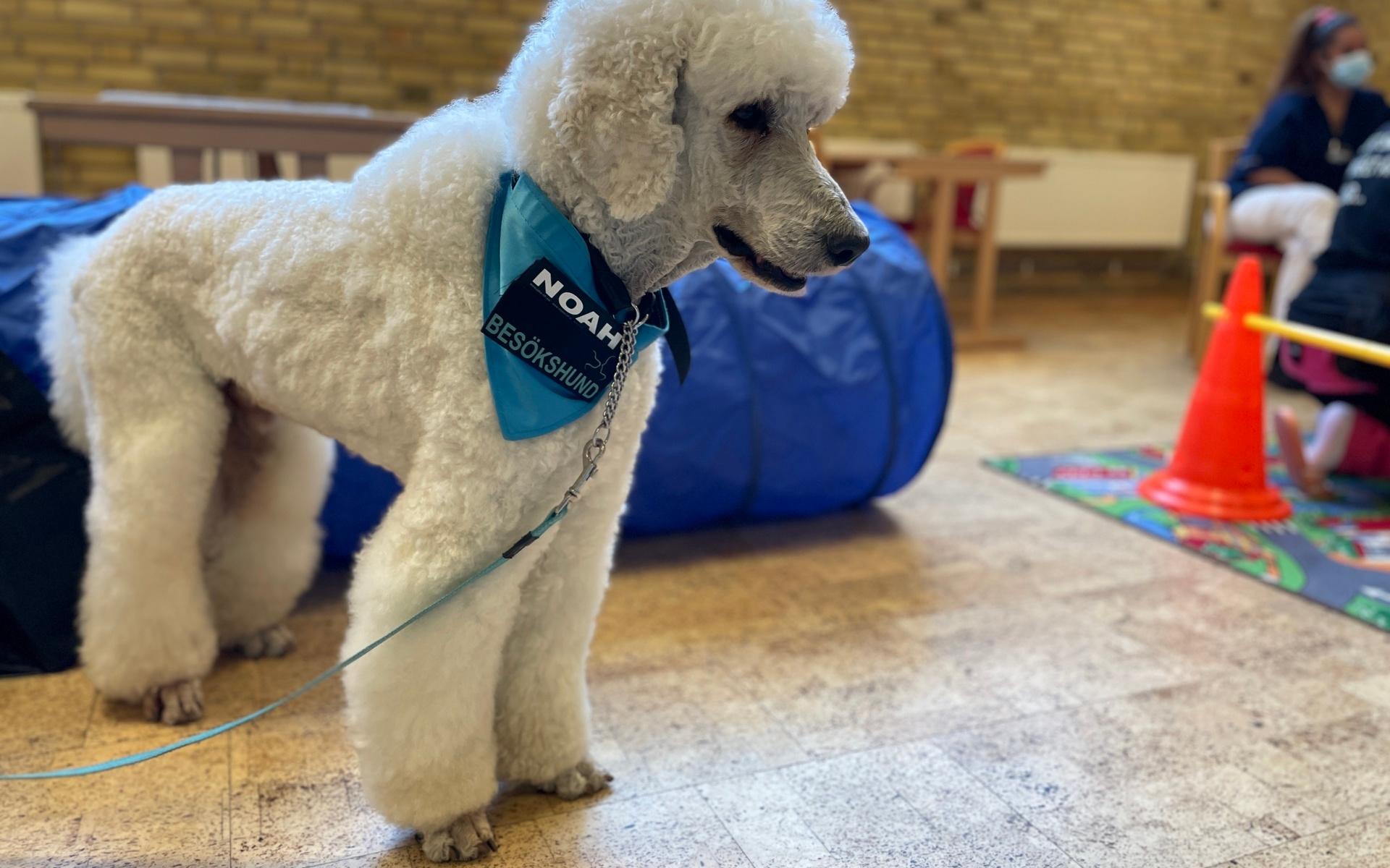 Noah är en vårdhund som är certifierad. Det krävs en två år lång utbildning och rätt personlighet för att en hund ska lyckas klara av uppgiften. 